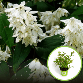 Żylistek wysmukły NIKKO - orginalna Deutzia gracilis 'Nikko' 1