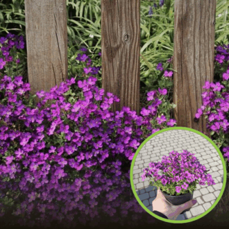 Żagwin Ogrodowy Audrey Red - Czerwony dywan Aubrieta cultorum 'Audrey red" 1