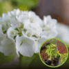 Hortensja bukietowa Shikoku Flash - nakrapiana Hydrangea paniculata 'Shikoku Flash' 1