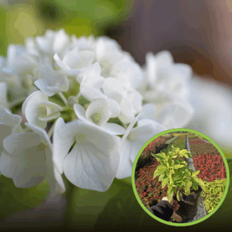 Hortensja bukietowa Shikoku Flash - nakrapiana Hydrangea paniculata 'Shikoku Flash' 1