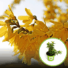 Forsycja pośrednia Nimbus - miniaturka do donic Forsythia × intermedia 'Nimbus' 1