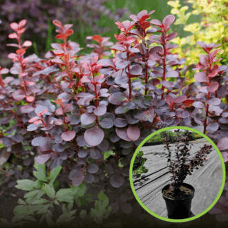 Berberys Thunberga Venice - Bordowa kolumnowa Berberis Thunbergii 'Venice' 1
