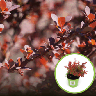 Berberys Thunberga Red Hot Chili - Czerwona Berberis Thunbergii 'Red Hot chilli' 1