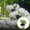 Azalia Japońska Pleasant White - miniaturowa biała Azalea japonica ' Pleasant White' 1