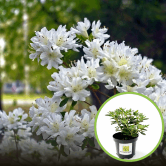 Azalia Japońska Pleasant White - miniaturowa biała Azalea japonica ' Pleasant White' 1