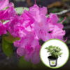 Azalia Japońska Lilienstein - Fioletowa miniaturowa Azalea japonica 'Lilienstein' 1