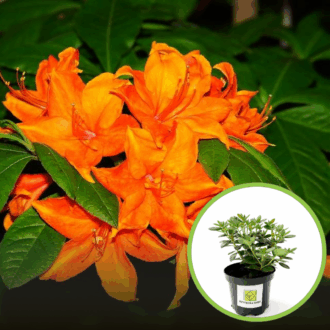 Azalia Japońska Orange Beauty - pomarańczowa miniaturka Azalea japonica ' Orange beauty' 1