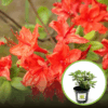 Azalia Japońska Rubinetta - Krwisto czerwona Miniaturowa Azalea japonica ' Rubinetta' 1