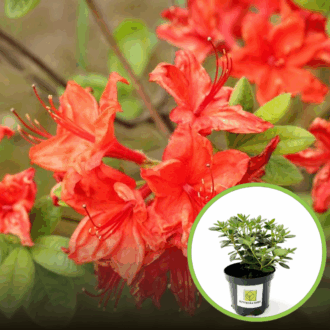Azalia Japońska Rubinetta - Krwisto czerwona Miniaturowa Azalea japonica ' Rubinetta' 1
