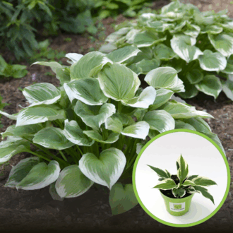 Funkia Hosta Minute Man - Zielone liście białe obwódki Hosta Minute man 1