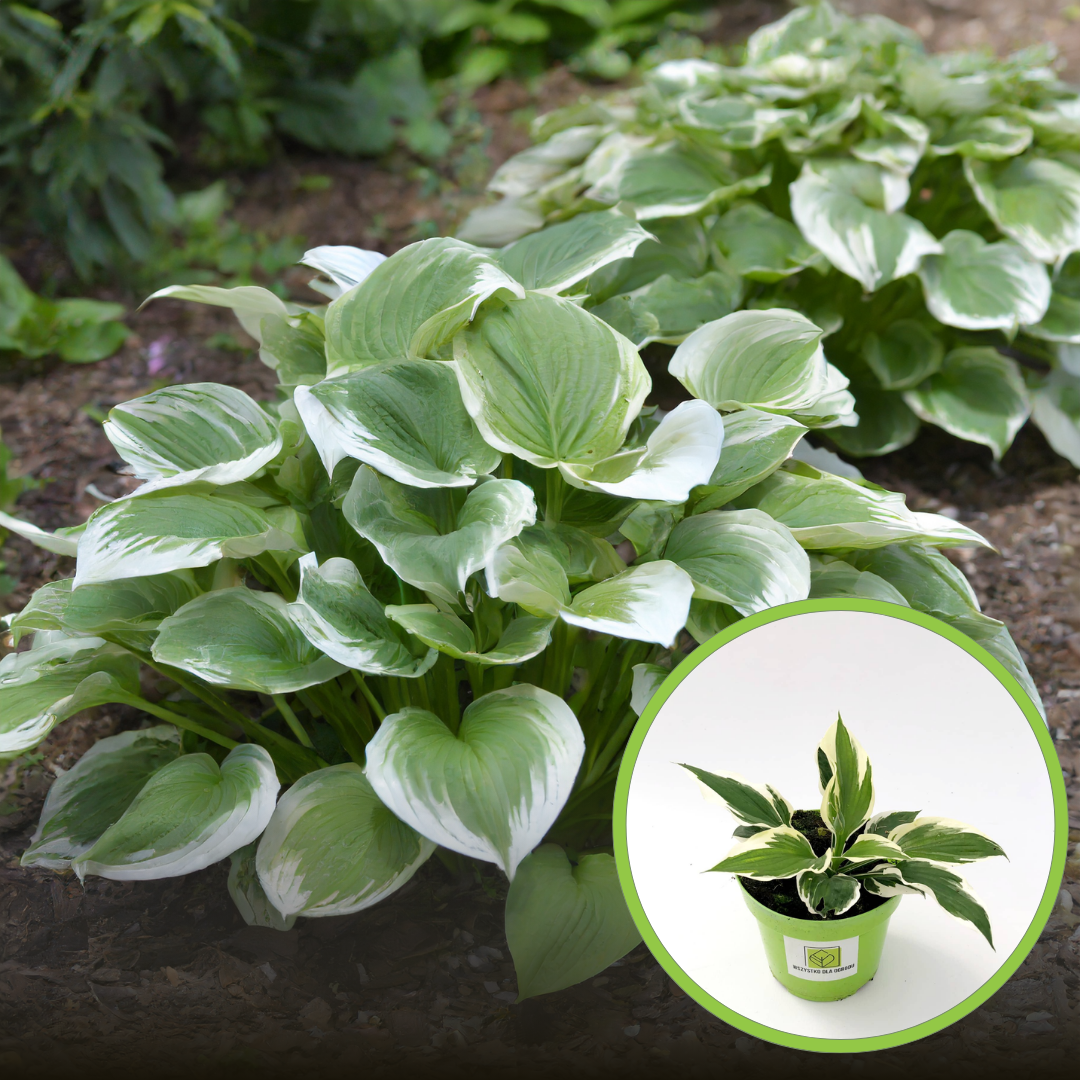 Funkia Hosta Minute Man - Zielone liście białe obwódki Hosta Minute man 1