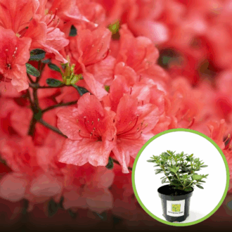 Azalia Japońska Maruschka - miniaturka czerwona Azalea japonica 'Marushka' 1