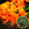Azalia Japońska Geisha Orange - miniaturka pomarańczowa Azalea japonica ' Geisha Orange' 1