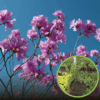 Azalia Japońska Otava - Różowa Miniaturka Azalea japonica 'Otava' 1