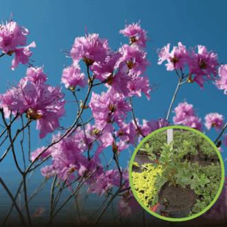 Azalia Japońska Otava - Różowa Miniaturka Azalea japonica 'Otava' 1