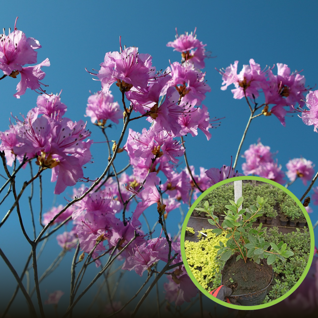 Azalia Japońska Otava - Różowa Miniaturka Azalea japonica 'Otava' 1