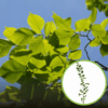Wiąz Geisha szczepiona - piękne białe liście Ulmus hollandica 'Geisha' 1