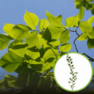 Wiąz Geisha szczepiona - piękne białe liście Ulmus hollandica 'Geisha' 1