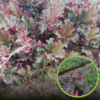 Żurawka Chocolate Ruffles - Ciemna Heuchera 'Chocolate Ruffles' 1