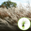 Miskant Chiński Yaka Dance - piękne kłosy Miscanthus sinensis ' Yaka Dance' 1