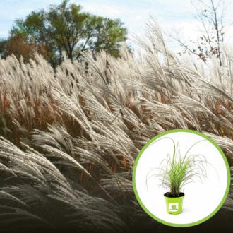 Miskant Chiński Yaka Dance - piękne kłosy Miscanthus sinensis ' Yaka Dance' 1
