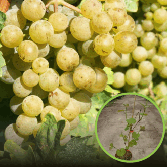 Winogron Aurora, winorośl żółte -NASZ ULUBIONY Vitis vinifera 'Aurora' 1