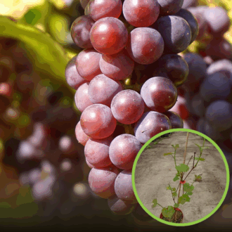 Winogron winorośl Lidia - czerwone owoce AROMAT KIWI Vitis vinifera 'Lidia' 1