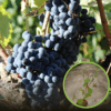 Winogron winorośl Marechal Foch niebieskie - PROFESJONALNA ODMIANA Vitis vinifera 'Merechal Foch' 1