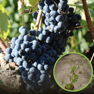 Winogron winorośl Marechal Foch niebieskie - PROFESJONALNA ODMIANA Vitis vinifera 'Merechal Foch' 1
