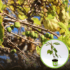 Aktinidia ISSAI -mini kiwi - SAMOPYLNA ODMIANA Actinidia arguta 'ISSAI 1