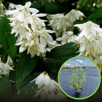 Żylistek biały CARMINEA - Białe pachnące kwiaty Deutzia x hybrida 'CARMINEA 1