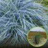 Kostrzewa sina Blue Select - niebieska trawa Festuca glauca Blue Select 1