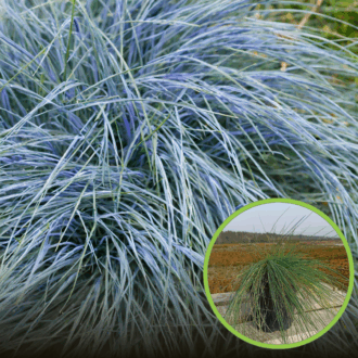 Kostrzewa sina Blue Select - niebieska trawa Festuca glauca Blue Select 1
