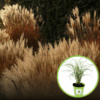 Miskant Chiński Malepartus - odporny i piękny P9 Miscanthus chinensis 'Malepartus' P9 1