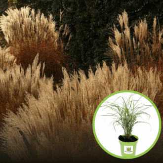 Miskant Chiński Malepartus - odporny i piękny P9 Miscanthus chinensis 'Malepartus' P9 1