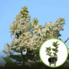 Lilak Pospolity (Bez) Agnes Smith- biały Syringa vulgaris 'Agnes Smith' 1