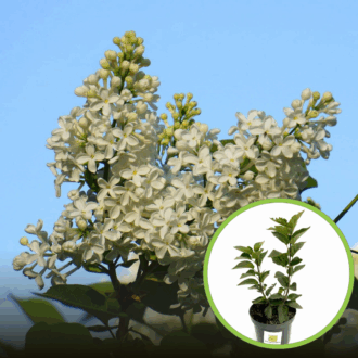 Lilak Pospolity (Bez) Agnes Smith- biały Syringa vulgaris 'Agnes Smith' 1