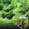 Cyprysik Lawsona Kelleriis Gold - Złota kolumnowa Chamaecyparis lawsoniana "Kelleris gold' 1
