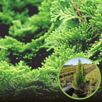 Cyprysik Lawsona Kelleriis Gold - Złota kolumnowa Chamaecyparis lawsoniana "Kelleris gold' 1