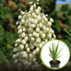 Jukka karolińska - wieloletnia sadzonka C5 Yucca filamentosa C5 1