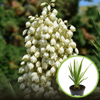 Jukka karolińska - wieloletnia sadzonka C5 Yucca filamentosa C5 1