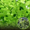 Buk Zwyczajny - Piękne rodzime drzewo Fagus sylvatica 1
