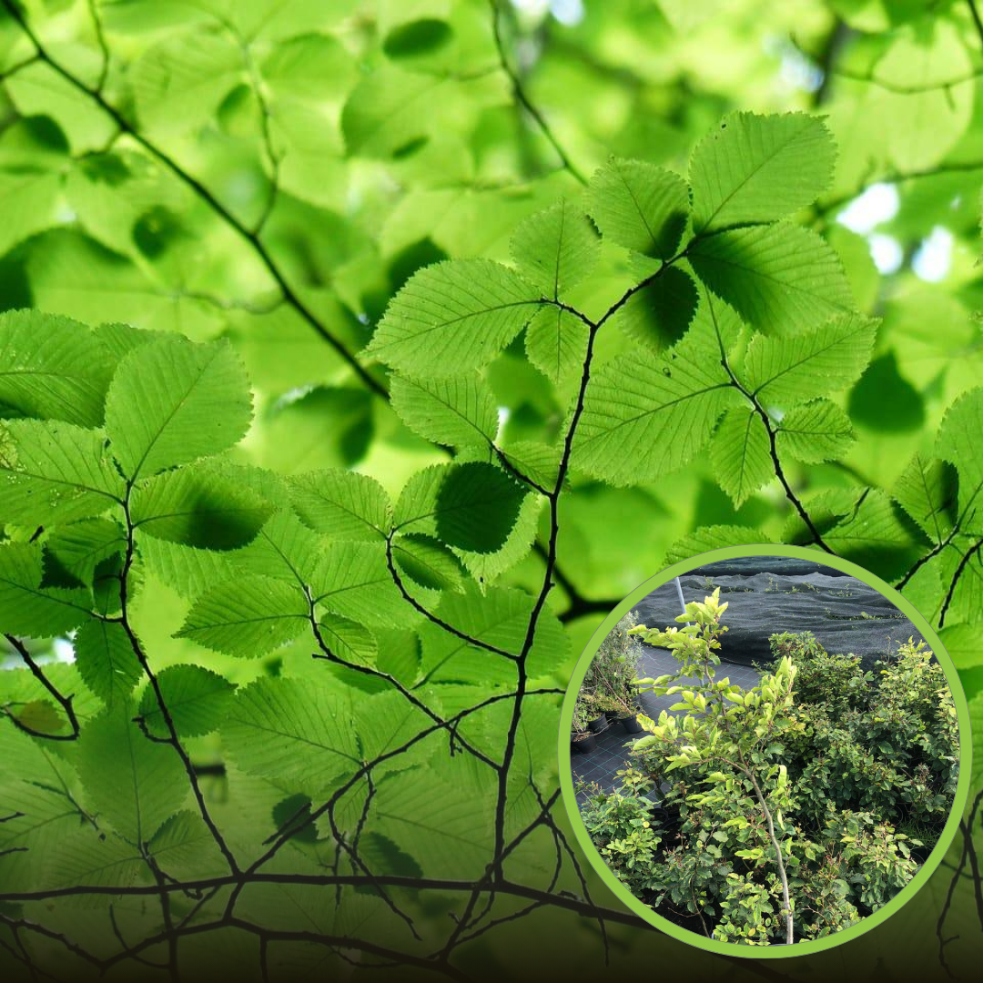 Buk Zwyczajny - Piękne rodzime drzewo Fagus sylvatica 1