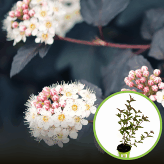 Pęcherznica kalinolistna Zdechovice - kolorowe liście (zielony, czerwony, brązowy) Physocarpus opulifolius " Zdechovice " 1
