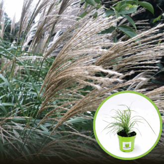 Miskant Chiński Cute One - ZMIENNI KOLOR KŁOSÓW Miscanthus sinensis 'Cute One 1