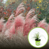 Miskant Ferner Osten - Czerwone kłosy Miscanthus sinensis 'Ferner Osten' 1