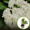 Hortensja bukietowa Polestar - miniaturka Hydrangea paniculata 'Polestar' 1