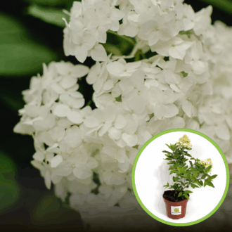 Hortensja bukietowa Polestar - miniaturka Hydrangea paniculata 'Polestar' 1