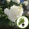 Hortensja bukietowa Magical Mont Blanc - Blade kwiaty Hydrangea paniculata ' Magical mont blanc' 1