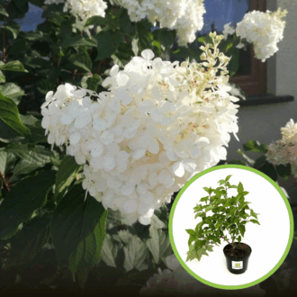 Hortensja bukietowa Magical Mont Blanc - Blade kwiaty Hydrangea paniculata ' Magical mont blanc' 1